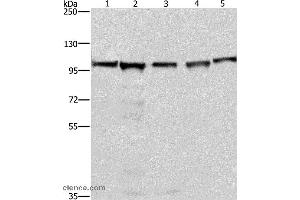Western blot analysis of 293T, A549, Raji, K562 and NIH/3T3 cell, using MCM6 Polyclonal Antibody at dilution of 1:433. (MCM6 Antikörper)