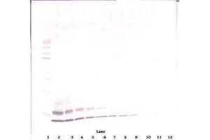 Image no. 1 for anti-Chemokine (C-C Motif) Ligand 4 (CCL4) antibody (ABIN465809) (CCL4 Antikörper)