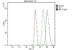 Flow Cytometry analysis of C6 cells using anti-splicing factor 1 antibody (ABIN7600194). (Splicing Factor 1 Antikörper  (AA 160-266))