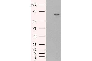 HEK293 overexpressing Human PDE4B (ABIN5454234) and probed with ABIN185574 (mock transfection in first lane).