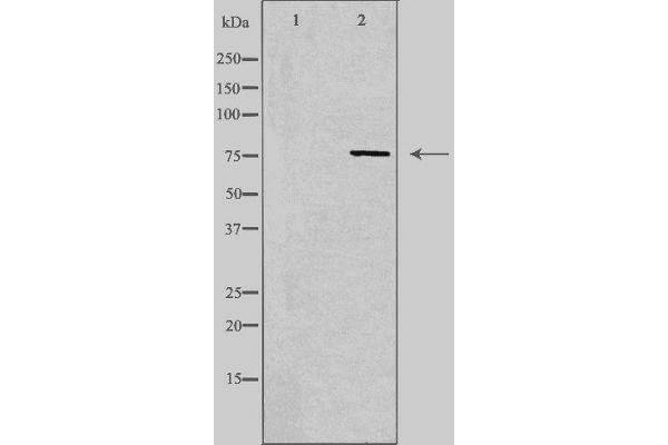 SYTL4 Antikörper  (Internal Region)