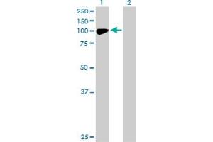 Western Blot analysis of CHML expression in transfected 293T cell line by CHML MaxPab polyclonal antibody. (CHML Antikörper  (AA 1-656))
