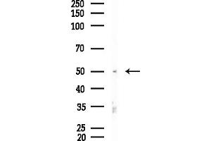 Western blot analysis of lysates from Mouse testis, using CYP1 Antibody at 1/1000 dilution.