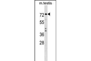 TRIM41 Antibody (C-term) (ABIN1537476 and ABIN2849008) western blot analysis in mouse testis tissue lysates (35 μg/lane). (TRIM41 Antikörper  (C-Term))
