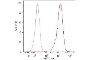 Surface staining (flow cytometry) of HUVEC (human umbilical vein endothelial cells) with anti-human CD105 (MEM-226) FITC. (Endoglin Antikörper  (FITC))