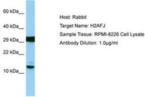 Image no. 1 for anti-H2A Histone Family, Member J (H2AFJ) (AA 13-62) antibody (ABIN6750106) (H2AFJ Antikörper  (AA 13-62))