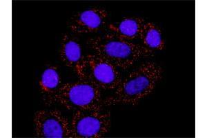 Proximity Ligation Assay (PLA) image for HDAC2 & RELA Protein Protein Interaction Antibody Pair (ABIN1340360)