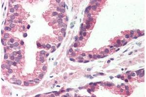 Anti-GPR126 antibody  ABIN1048708 IHC staining of human prostate. (G Protein-Coupled Receptor 126 Antikörper  (N-Term))
