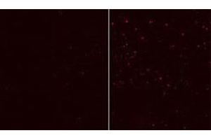 Immunofluorescent staining of HEK cells reacted with ATG12 monoclonal antibody  at 1:10-1:50 dilution. (ATG12 Antikörper)