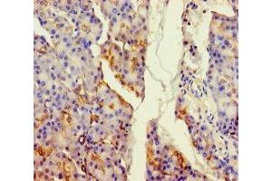 Immunohistochemistry of paraffin-embedded human pancreatic tissue using ABIN7159826 at dilution of 1:100 (ALDH1L2 Antikörper  (AA 263-562))