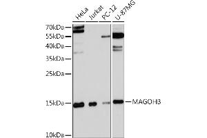 Western blot analysis of extracts of various cell lines, using MAGOHB Rabbit pAb (ABIN7268363) at 1:3000 dilution. (Mago Nashi Homolog 2 Antikörper  (AA 1-148))