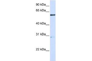 MANEA antibody used at 1 ug/ml to detect target protein. (MANEA Antikörper  (Middle Region))