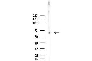 anti-Serum Response Factor (SRF) (N-Term) antibody