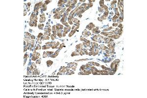 Human Muscle (ACVR1 Antikörper  (N-Term))