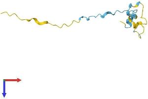 PDE6H Protein (AA 1-83) (Fc Tag)
