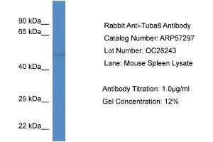 Western Blotting (WB) image for anti-Tubulin, alpha 8 (TUBA8) (N-Term) antibody (ABIN785882) (TUBA8 Antikörper  (N-Term))