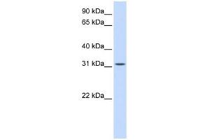 BCAS2 antibody used at 1 ug/ml to detect target protein. (BCAS2 Antikörper  (Middle Region))