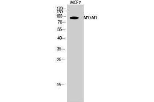 Western Blotting (WB) image for anti-Myb-Like, SWIRM and MPN Domains 1 (MYSM1) (Internal Region) antibody (ABIN3185748) (MYSM1 Antikörper  (Internal Region))