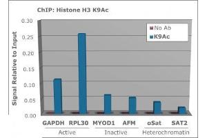 Chromatin Immunoprecipitation (ChIP) image for anti-Histone 3 (H3) (H3K9ac) antibody (ABIN5706781)