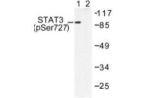 Image no. 1 for anti-Signal Transducer and Activator of Transcription 3 (Acute-Phase Response Factor) (STAT3) (pSer727) antibody (ABIN318126) (STAT3 Antikörper  (pSer727))