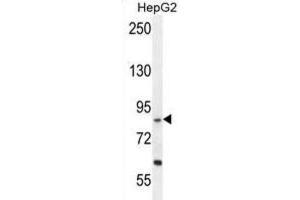 Western Blotting (WB) image for anti-Exocyst Complex Component 3-Like 1 (EXOC3L1) antibody (ABIN2996117) (EXOC3L1 Antikörper)