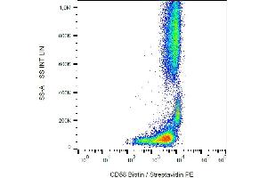 Flow cytometry analysis (surface staining) of human peripheral blood cells with anti-CD58 (MEM-63) biotin / streptavidin-PE. (CD58 Antikörper  (Biotin))