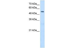 SHMT2 antibody used at 2. (SHMT2 Antikörper)