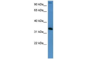 WB Suggested Anti-HADH Antibody Titration: 0. (HADH Antikörper  (Middle Region))