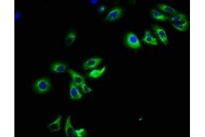 Immunofluorescence staining of HepG2 cells with ABIN7162667 at 1:108, counter-stained with DAPI. (PARD6B Antikörper  (AA 253-372))