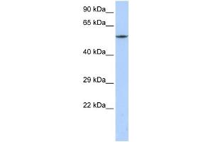 WB Suggested Anti-CACNB1 Antibody Titration:  0. (CACNB1 Antikörper  (C-Term))