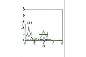 Flow Cytometry (FACS) image for anti-Enoyl-CoA Delta Isomerase 1 (ECI1) antibody (ABIN3003901) (DCI Antikörper)