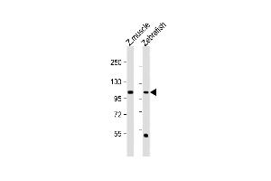 All lanes : Anti-(DANRE) heg Antibody (C-term) at 1:1000 dilution Lane 1: Zebrafish muscle lysate Lane 2: Zebrafish lysate Lysates/proteins at 20 μg per lane.