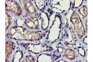 Immunohistochemical staining of paraffin-embedded Human Kidney tissue using anti-PDLIM2 mouse monoclonal antibody. (PDLIM2 Antikörper)