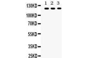 TLR7 antibody  (C-Term)