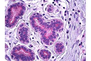 Anti-VPS35 antibody IHC of human breast, epithelium.