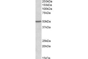 ABIN2564391 (0. (PAX1 Antikörper  (AA 318-329))