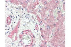 Anti-CP / Ceruloplasmin antibody IHC staining of human liver. (Ceruloplasmin Antikörper  (FITC))