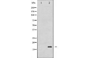 Western blot analysis of Histone H3. (Histone H3.1 Antikörper  (pSer10))