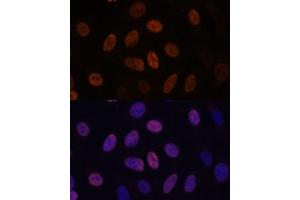 Immunofluorescence analysis of U-2 OS cells using WDHD1 antibody (ABIN7271351) at dilution of 1:100. (WDHD1 Antikörper  (AA 830-1129))