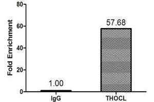 Immunohistochemistry (IHC) image for anti-THO Complex 1 (THOC1) (AA 428-657) antibody (ABIN7172050)