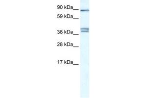 Western Blotting (WB) image for anti-Chloride Channel Kb (CLCNKB) antibody (ABIN2461077)