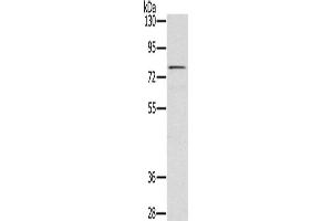 Western Blotting (WB) image for anti-TGF-beta Activated Kinase 1/MAP3K7 Binding Protein 3 (TAB3) antibody (ABIN2430415) (TAB3 Antikörper)
