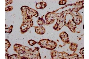 IHC image of ABIN7168574 diluted at 1:600 and staining in paraffin-embedded human placenta tissue performed on a Leica BondTM system.