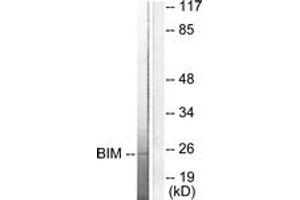 Western blot analysis of extracts from COS7 cells, using BIM Antibody. (BIM Antikörper  (AA 1-50))