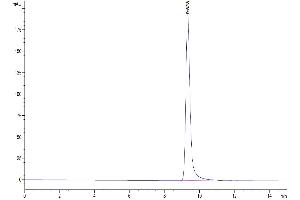 The purity of Mouse FOLR2 is greater than 95 % as determined by SEC-HPLC. (FOLR2 Protein (AA 21-227) (His tag))