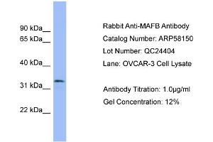 WB Suggested Anti-MAFB  Antibody Titration: 0. (MAFB Antikörper  (Middle Region))