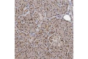 Immunohistochemical staining of human pancreas with PMM1 polyclonal antibody  shows moderate nuclear positivity in exocrine glandular cells. (PMM1 Antikörper)