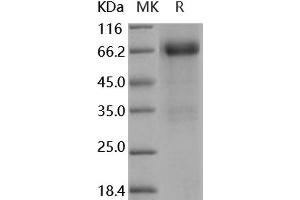 Western Blotting (WB) image for Follistatin (FST) (Active) protein (Fc Tag) (ABIN7320424) (Follistatin Protein (FST) (Fc Tag))