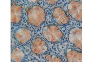 IHC-P analysis of rectum tissue, with DAB staining. (DPP3 Antikörper  (AA 2-261))