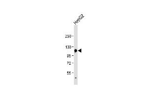 Anti-GLDC Antibody (N-term) at 1:1000 dilution + HepG2 whole cell lysate Lysates/proteins at 20 μg per lane. (GLDC Antikörper  (N-Term))